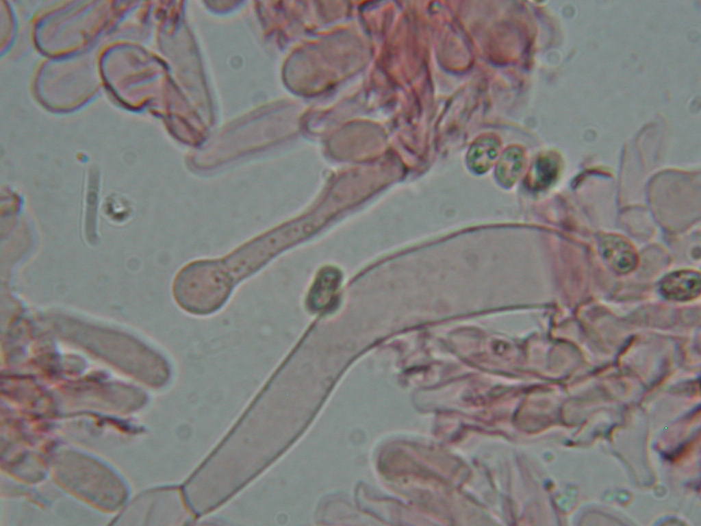 O l''uno... o l''atro???